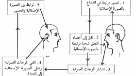 عاهات الحبسة اللغوية والحبسة المعرفية