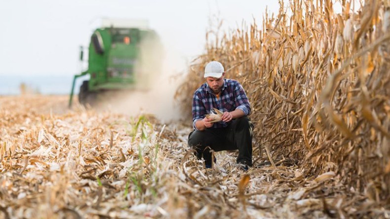 “حشرات الرطوبة” تهدد 50 بالمائة من محاصيلنا الزراعية هذا العام