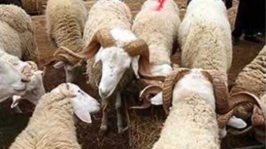 Le prix du mouton a augmenté de 40 % en 2010