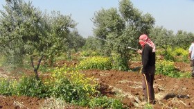 المبيدات الحشرية والأدوية البيطرية تهدد صحة الجزائريين