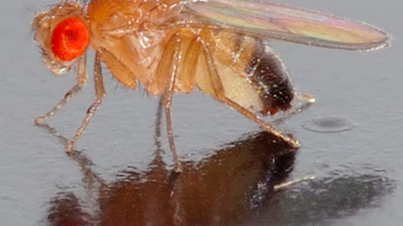 ذبابة تدل العلماء على أحد أسباب الشيخوخة المبكرة