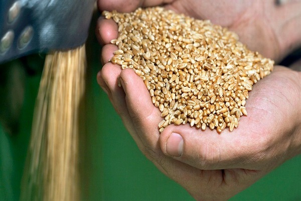 L’Onu alerte: Le monde menacé de pénurie alimentaire