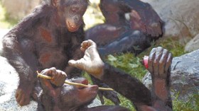 Six monkeys attack people in Algiers