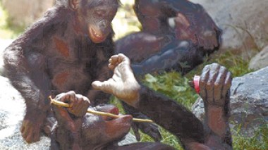 Six monkeys attack people in Algiers