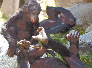 Six monkeys attack people in Algiers