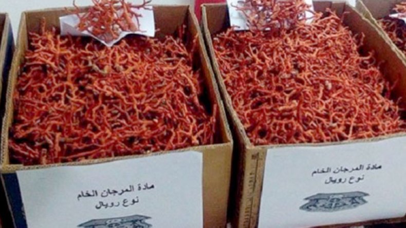 توقيف 19 حراقا وحجز 10.3 كلغ من المرجان الخام بالطارف