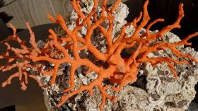 حجز 14 كلغ من المرجان بسكيكدة