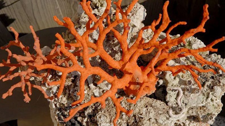 حجز 14 كلغ من المرجان بسكيكدة