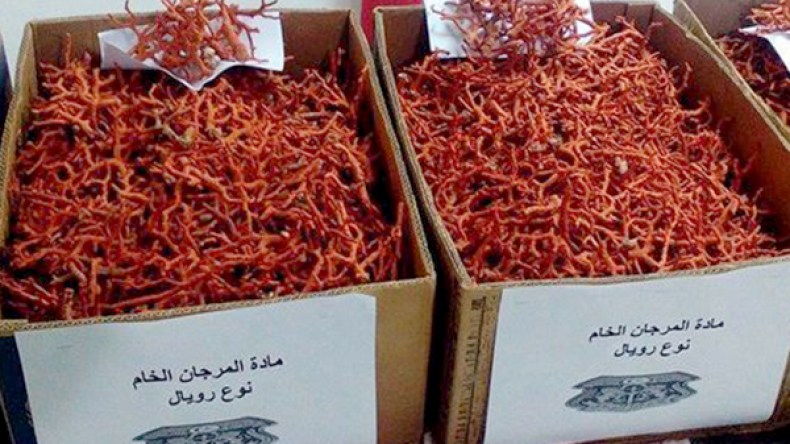 عصابات دولية تستهدف المرجان الجزائري على طول الساحل