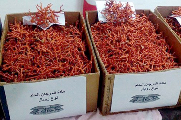 International networks target Algeria’s coral