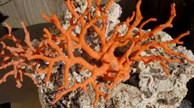 نهب المرجان يتم جهارا نهارا من القالة إلى مستغانم