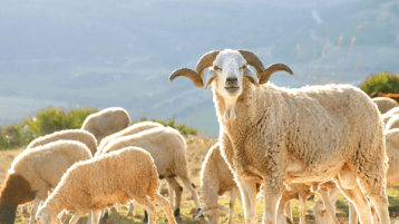 بأيّ حال عدت يا عيد؟