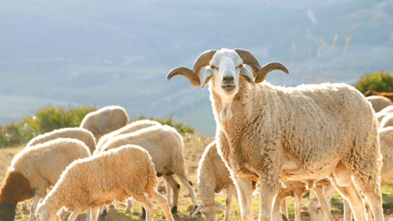 بأيّ حال عدت يا عيد؟