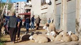 محلاتٌ تتحوّل إلى إسطبلات وموظفون يتحوّلون إلى موالين