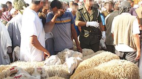 لا نقل للمواشي بين الولايات.. والحمى القلاعية تضرب أسعار اللحوم