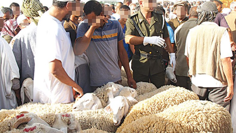 لا نقل للمواشي بين الولايات.. والحمى القلاعية تضرب أسعار اللحوم