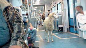 الترامواي والحافلات.. الدراجات وسيارات الإسعاف لنقل الأضاحي؟!