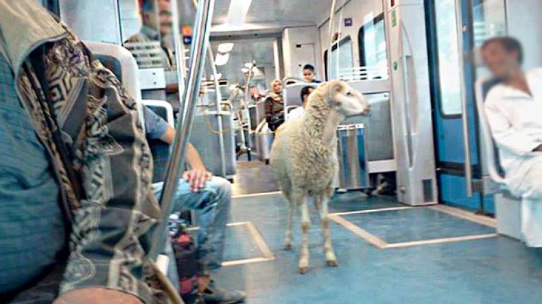 الترامواي والحافلات.. الدراجات وسيارات الإسعاف لنقل الأضاحي؟!