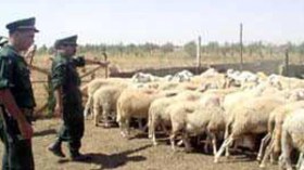 عصابة نصبت على موّالين بالغرب وسلبتهم 2600 رأس غنم باسم وزارة الدفاع