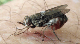 ذباب سام يلاحق الجزائريين في البيوت وأماكن العمل