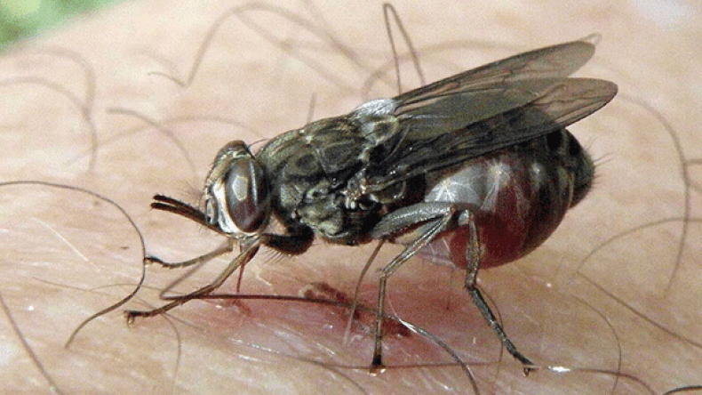 ذباب سام يلاحق الجزائريين في البيوت وأماكن العمل