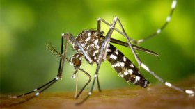 COVID-19: les moustiques ne peuvent pas transmettre le virus!