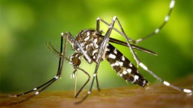 COVID-19: les moustiques ne peuvent pas transmettre le virus!