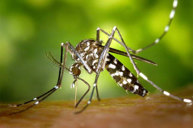 COVID-19: les moustiques ne peuvent pas transmettre le virus!