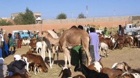 عودة تجارة المقايضة لاستيراد المواشي الحية