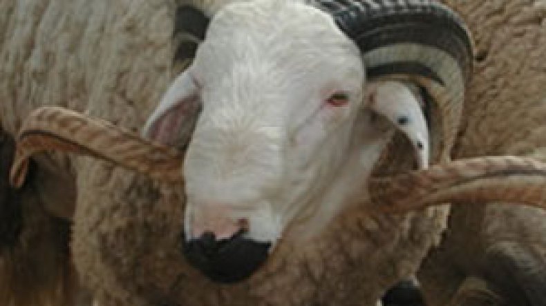 أئمة ولاية عنابة يشيدون بمبادرة “كبش لكل عائلة فقيرة”