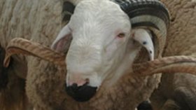 الفلاحون عجزوا عن تسويق 3 ملايين رأس من الأغنام