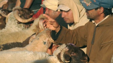 Du bétail marocain malade circule en Algérie