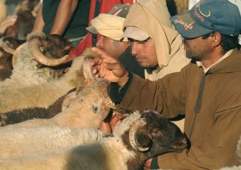 Du bétail marocain malade circule en Algérie