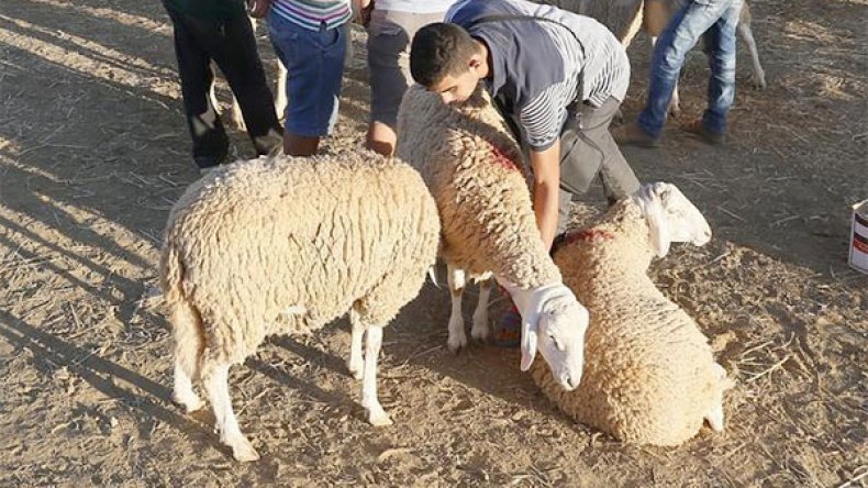 تجار أم قطّاع طرق؟