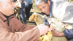 سمّ “الفينيسيو”.. آخر الخدع لتسمين الأضاحي!