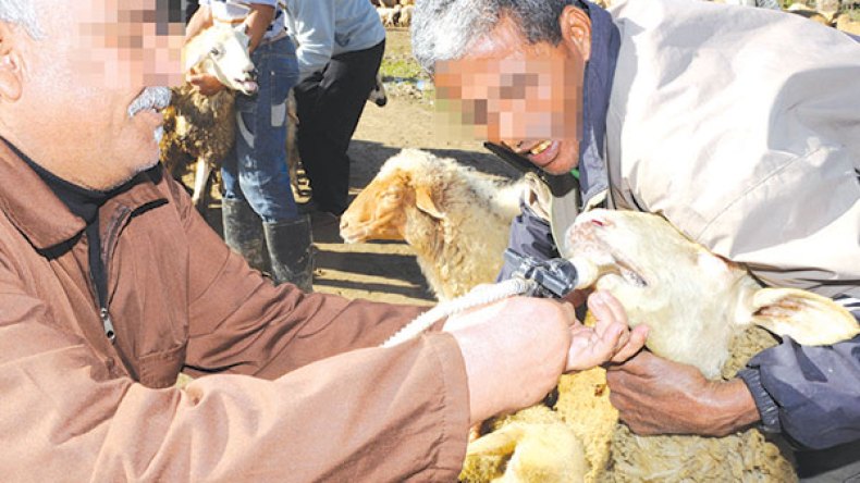 سمّ “الفينيسيو”.. آخر الخدع لتسمين الأضاحي!