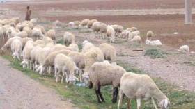 احذروا‭..‬‮ ‬ماشية‭ ‬مغربية‭ ‬مصابة‭ ‬بالجدري‭ ‬في‭ ‬الأسواق