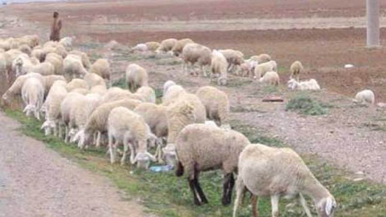 احذروا‭..‬‮ ‬ماشية‭ ‬مغربية‭ ‬مصابة‭ ‬بالجدري‭ ‬في‭ ‬الأسواق