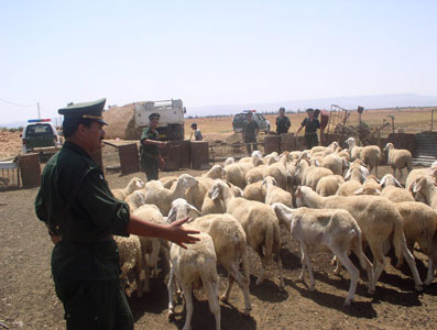 Aïd El Adha : tout vendeur de la viande non autorisée par le vétérinaire sera passible de peine de prison