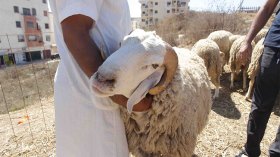 أسعار الأضاحي ما بين 40 و55 ألف دينار