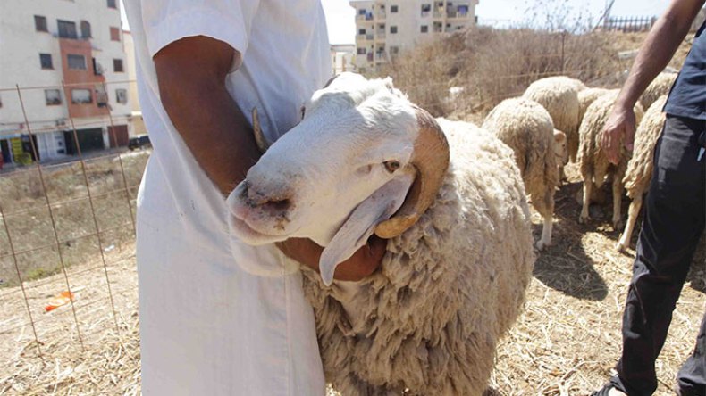 أسعار الأضاحي ما بين 40 و55 ألف دينار