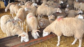 كافل اليتيم تطلق حراك الخير بشعار “انضحّوا قاع”