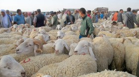 موّالون يتحدون القرارات ويقيمون نقطة لبيع المواشي بسيدي بلعباس