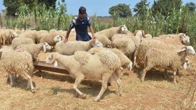 ارتفاع مفاجئ لأسعار الأضاحي بمليون سنتيم!