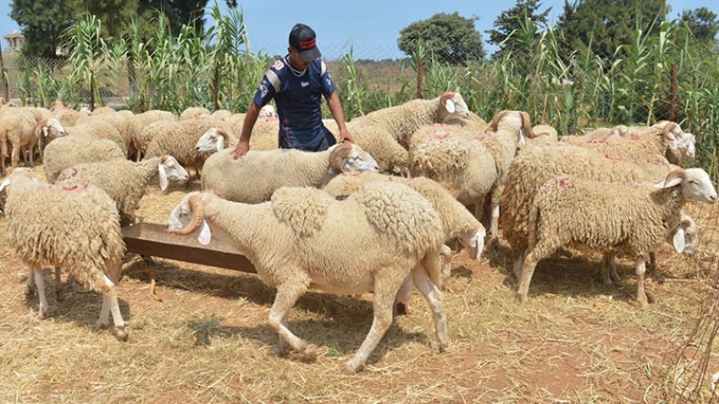 ارتفاع مفاجئ لأسعار الأضاحي بمليون سنتيم!