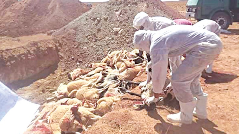 تهافت وتدافع عقب إعلان تعويضات للمتضررين من وباء الماشية