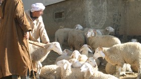 المضاربون يفرضون منطقهم على حساب الموالين