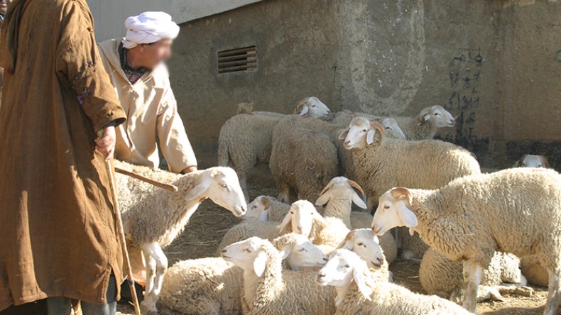 المضاربون يفرضون منطقهم على حساب الموالين
