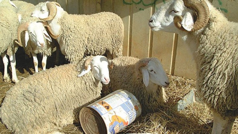 والي الجلفة يقرر فتح 26 نقطة لبيع الأضاحي عبر الدوائر بشروط