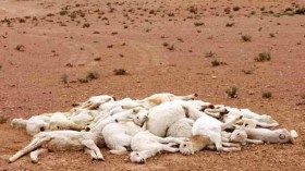 4 ملايير سنتيم خسائر الموالين في أسبوعين بسبب الطاعون!